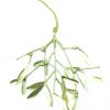 Hanging Mistletoe Bunch