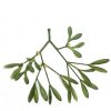 Hanging Mistletoe Bunch